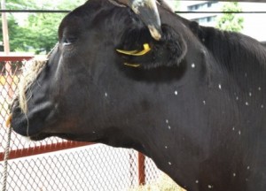 Fukushima cow showing white spots - possibly a sign of radiation exposure