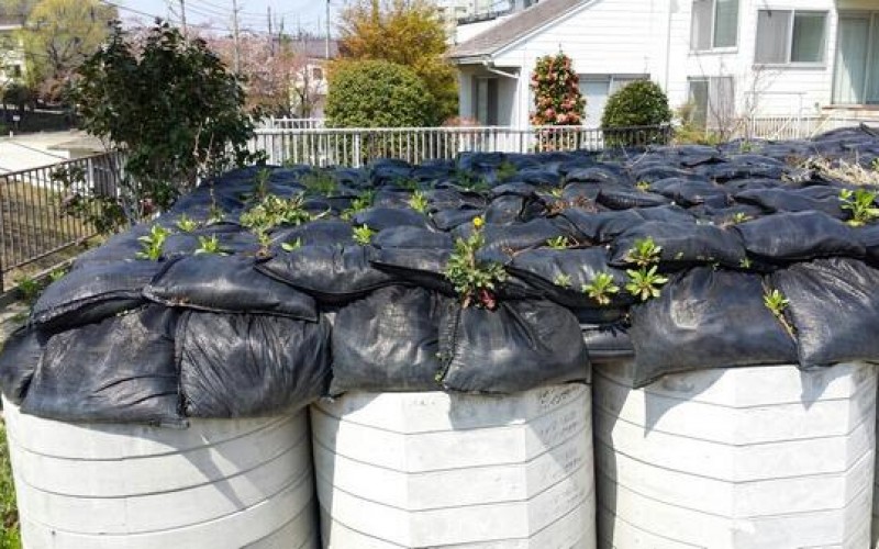 Plants sprout in bags of deconaminated soil at Fukushima. So much for containment!