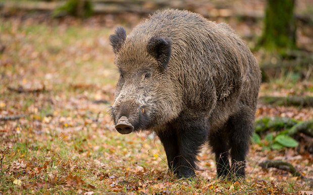 Chernobyl's Legacy: German boars found to be too radioactive to be eaten.